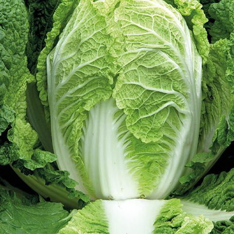 Капуста пекинская Предуро F1 фото 2