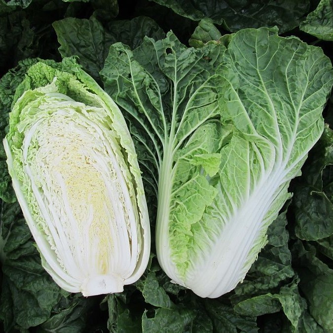Капуста пекинская Капелла F1 фото 2