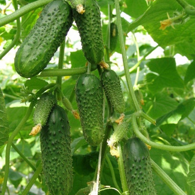 Огурец Туми F1 фото 2