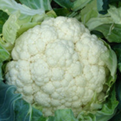 Капуста цветная Новария F1 фото 2