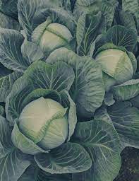 Капуста белокочанная Галактика F1 фото