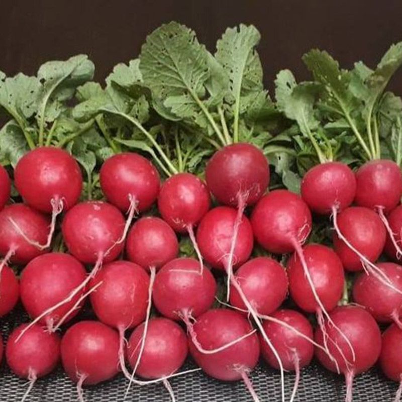 Редис Филипар F1 фото 2