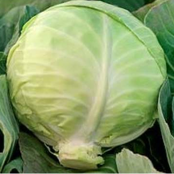 Капуста белокочанная Киладжек F1 фото