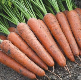 Морковь Меркурио F1 фото 2