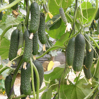 Огурец Северин F1 фото 2