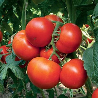 Семена томатов Панекра F1 фото 2