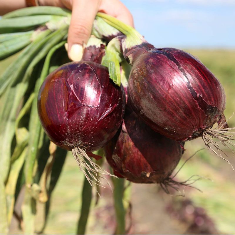 Лук Зен F1 фото 1