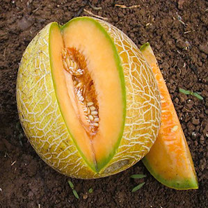 Семена дыни Бизан F1 фото 2