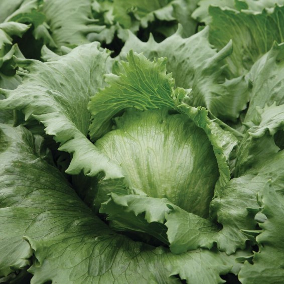 Салат Айсбаззар фото 2