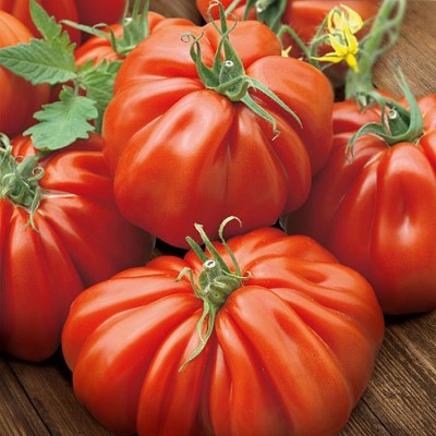 Семена томатов Альбенга фото 2