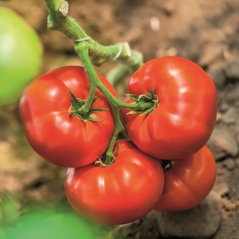 Семена томатов Биг Биф F1 фото 2