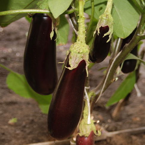 Семена баклажанов Фабина F1 фото 2