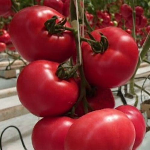 Семена томатов Фенда F1 фото 2