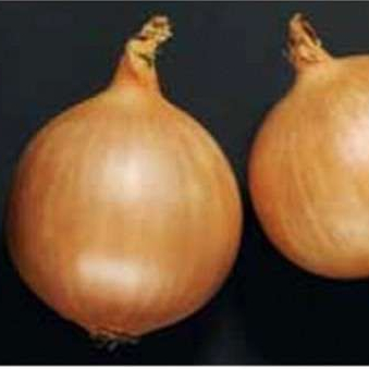 Лук Дормо F1 фото 1