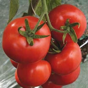 Семена томатов Томат Ивет F1 фото 2