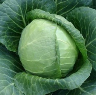 Капуста белокочанная Сунта F1 фото