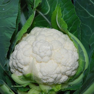 Капуста цветная Наутилус F1 фото 2