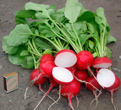 Редис Глорриет F1 фото 2