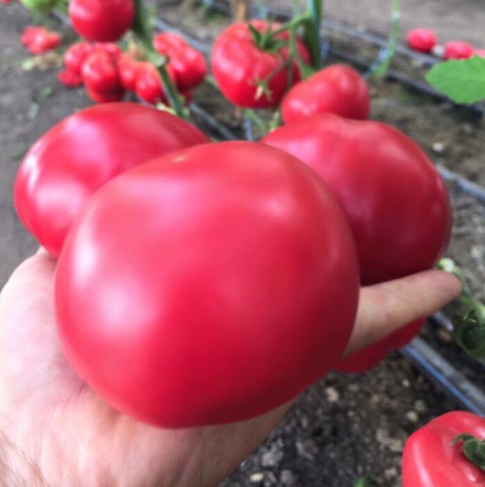 Семена томатов Макан F1 фото 2