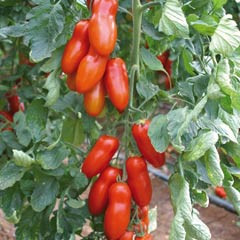 Семена томатов Позано F1  фото 2