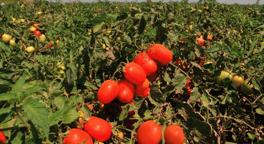 Семена томатов Велоз F1 фото 2