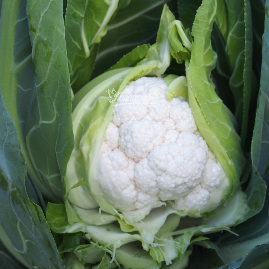 Капуста цветная Дюрок F1 фото 2