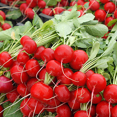 Редис Эскала F1 фото 2