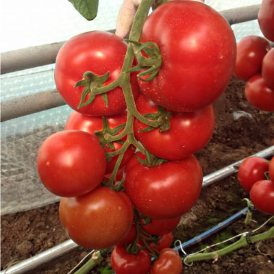 Семена томатов Зульфия F1 фото 2