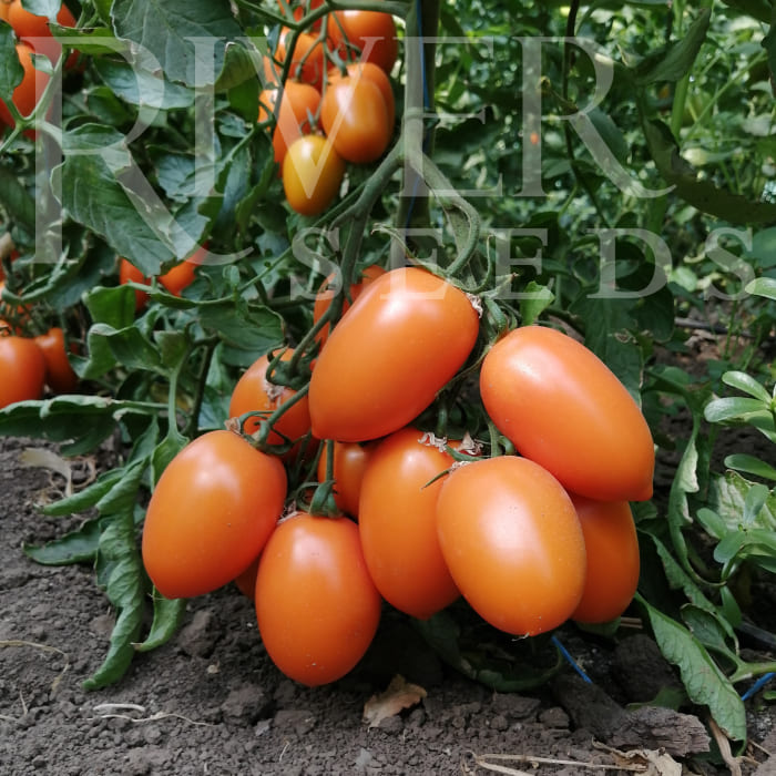 Семена томатов Ренцо F1 фото 1