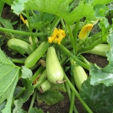 Кабачок Каризма F1 фото 1 