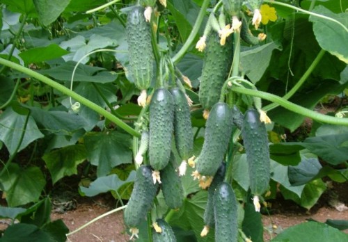 Огурец Директор F1 фото 2