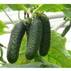 Огурец Ансор F1 фото 2