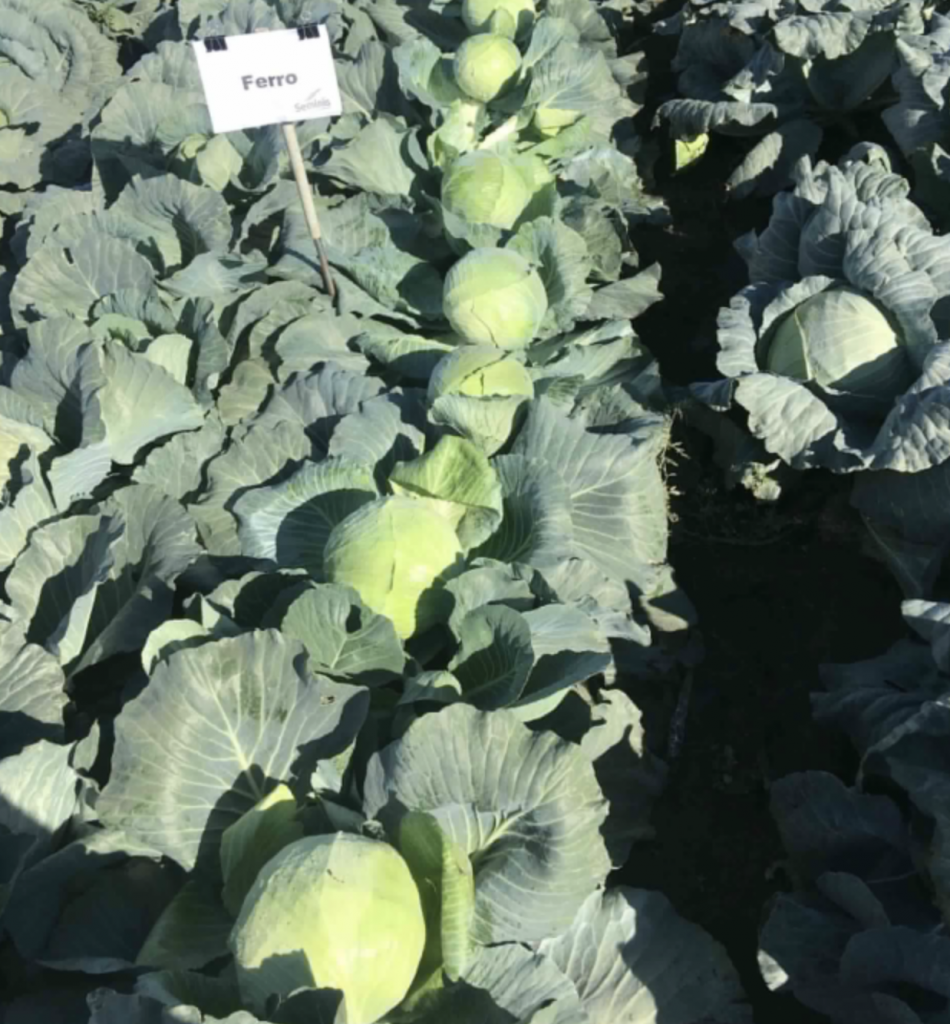 Капуста белокочанная Ферро F1 фото