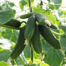 Огурец Амур F1 фото 2