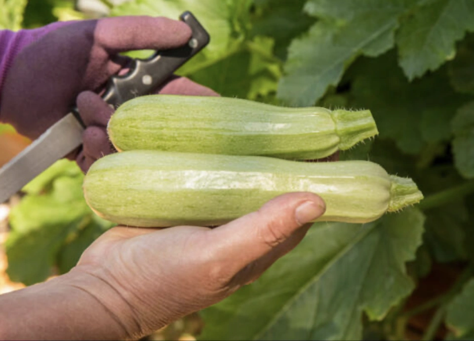 Кабачок Кавили F1 фото 1 