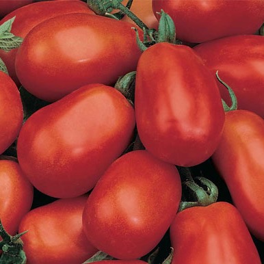 Семена томатов Бенито F1 фото 2