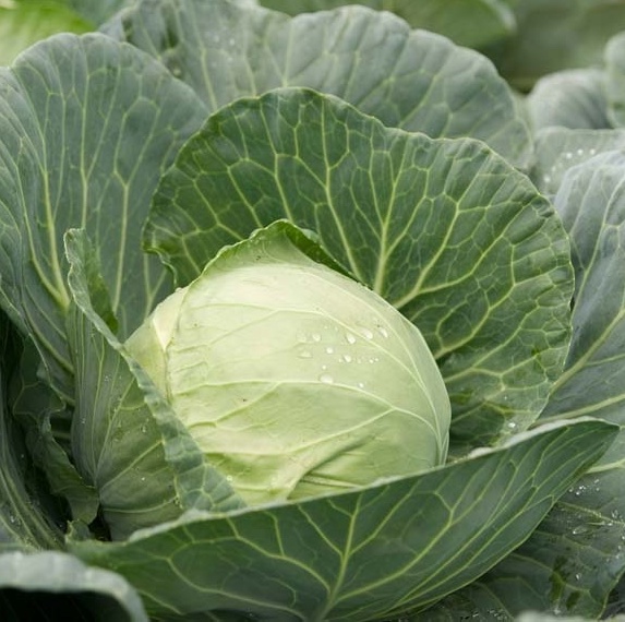 Капуста белокочанная Раноки F1 (экс-Сквадрон F1) фото