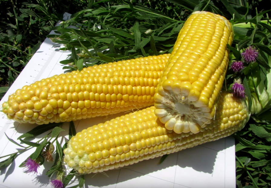 Кукуруза Тести Дрим F1 фото 2