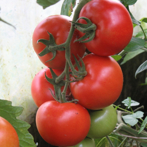 Семена томатов Алинди 811 f1 фото 2