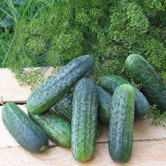 Огурец Атлантис фото 2
