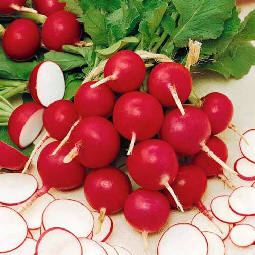 Редис Рокстар F1 фото 2