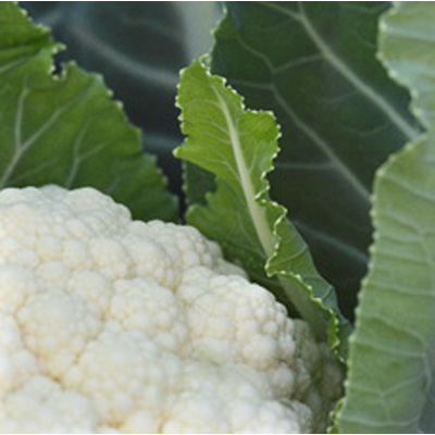 Капуста цветная Беринг F1 фото 2