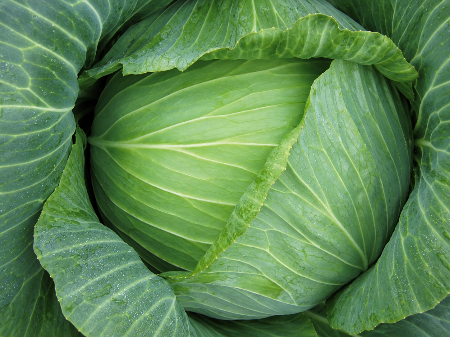 Капуста белокочанная Форза F1 фото