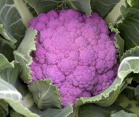 Капуста цветная Деперпл  F1 фото 2