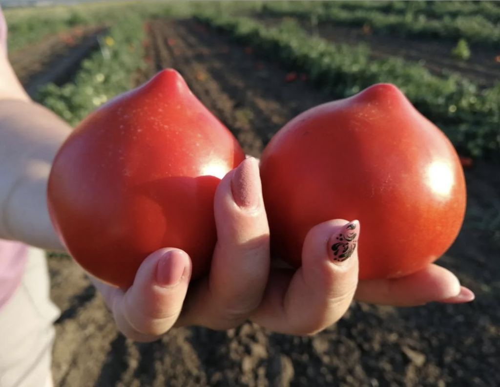 Семена томатов Усмань F1 фото 2