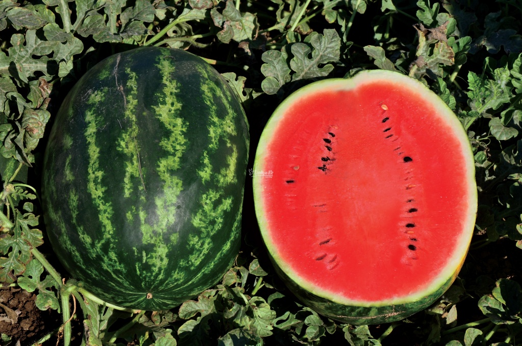 Семена арбуза Ливия F1 фото 2