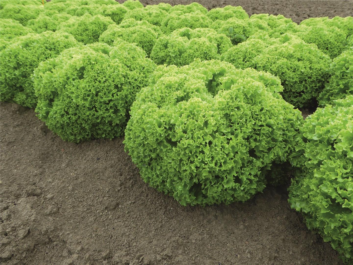 Салат Биодонна F1 (семена) фото 2