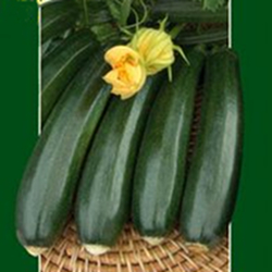 Кабачок Дуния F1 фото 1 