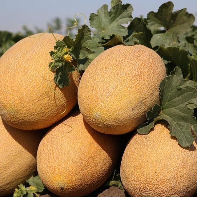 Семена дыни Мазин F1 фото 2