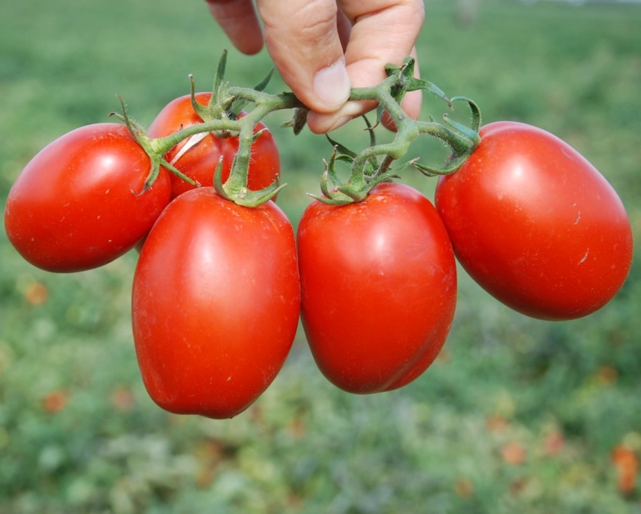 Семена томатов Пьетро Росса F1 фото 2